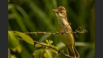 Çalı kamışçını