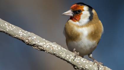 Saka » European Goldfinch » Carduelis carduelis