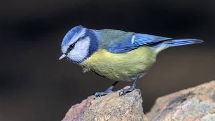 Mavi baştankara » Eurasian Blue Tit » Cyanistes caeruleus