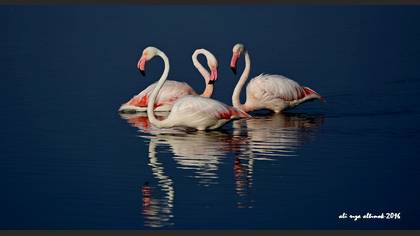 Flamingo