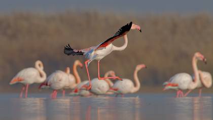 Flamingo