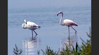 Flamingo