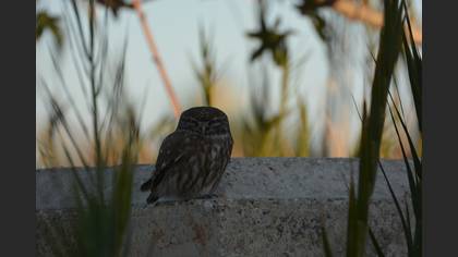Kukumav » Little Owl » Athene noctua