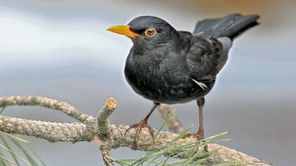 Karatavuk » Common Blackbird » Turdus merula