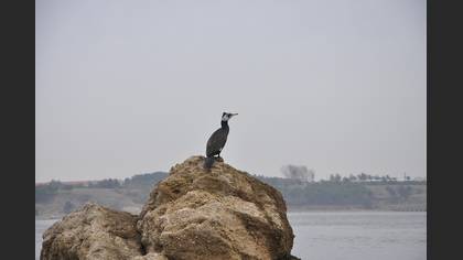 Karabatak