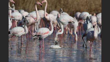 Flamingo