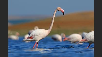 Flamingo