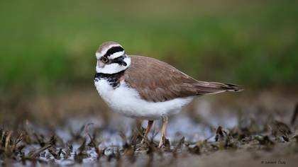 Halkalı küçük cılıbıt » Little Ringed Plover » Charadrius dubius