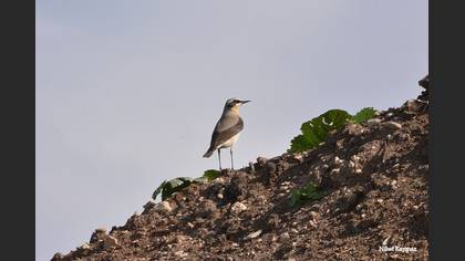 Kuyrukkakan
