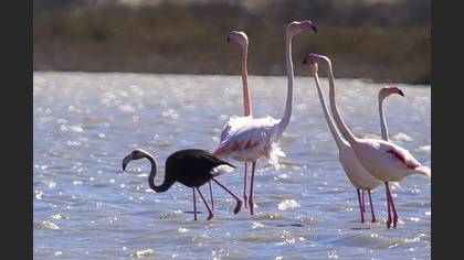 Flamingo