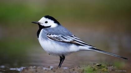 Ak kuyruksallayan » White Wagtail » Motacilla alba