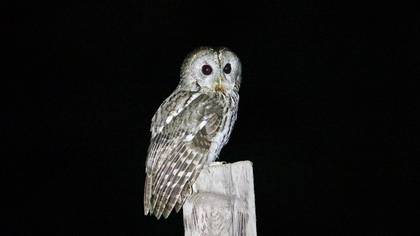 Alaca baykuş » Tawny Owl » Strix aluco