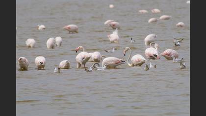 Flamingo