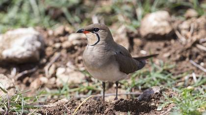 Bataklıkkırlangıcı » Collared Pratincole » Glareola pratincola