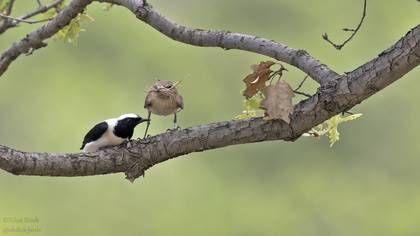 Karakulaklı kuyrukkakan