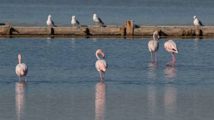 Flamingo