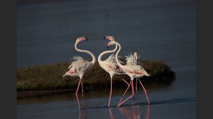 Flamingo