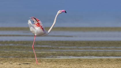 Flamingo
