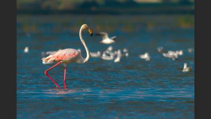 Flamingo