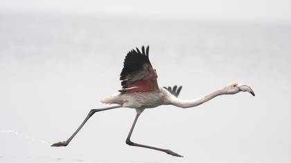 Flamingo