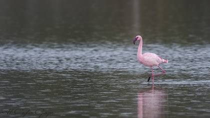 Küçük flamingo
