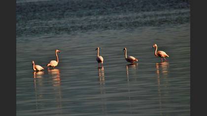 Flamingo