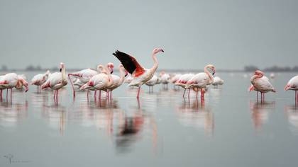 Flamingo