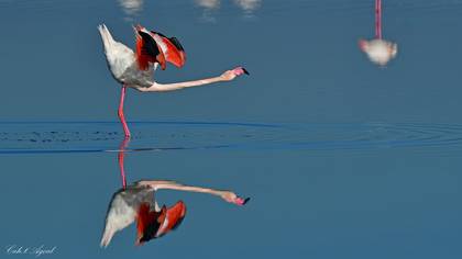 Flamingo
