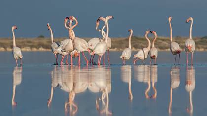 Flamingo