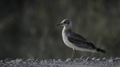 Karabaş martı » Black-headed Gull » Chroicocephalus ridibundus