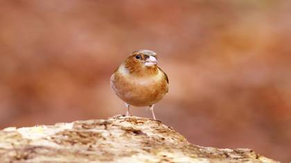 İspinoz » Common Chaffinch » Fringilla coelebs