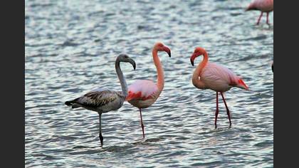 Flamingo