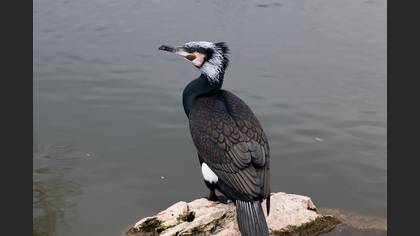 Karabatak
