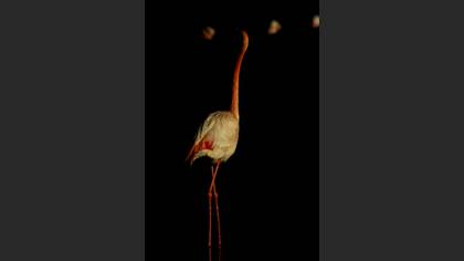 Flamingo