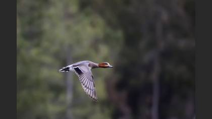 Fiyu