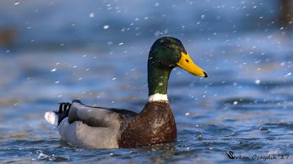 Yeşilbaş » Mallard » Anas platyrhynchos