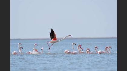 Flamingo