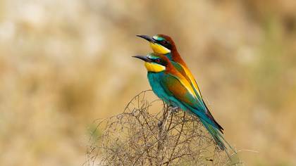Arıkuşu » European Bee-eater » Merops apiaster