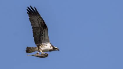 Balık kartalı