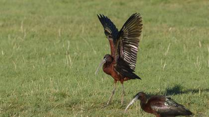 Çeltikçi » Glossy Ibis » Plegadis falcinellus