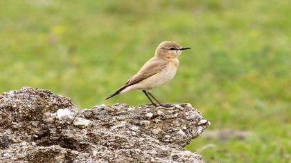 Boz kuyrukkakan » Isabelline Wheatear » Oenanthe isabellina