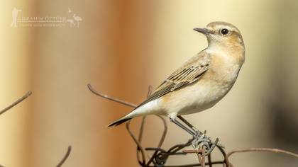 Kuyrukkakan » Northern Wheatear » Oenanthe oenanthe