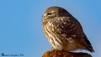 Kukumav » Little Owl » Athene noctua