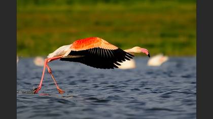 Flamingo