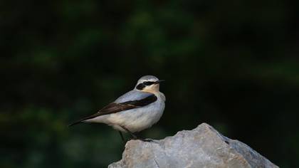 Kuyrukkakan » Northern Wheatear » Oenanthe oenanthe