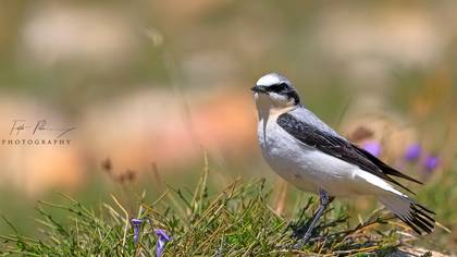 Kuyrukkakan » Northern Wheatear » Oenanthe oenanthe