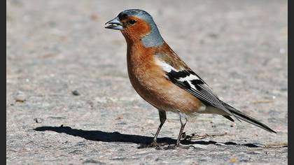 İspinoz