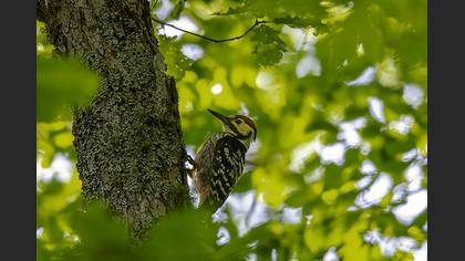 Aksırtlı ağaçkakan