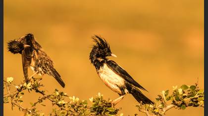 Alasığırcık