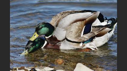 Yeşilbaş